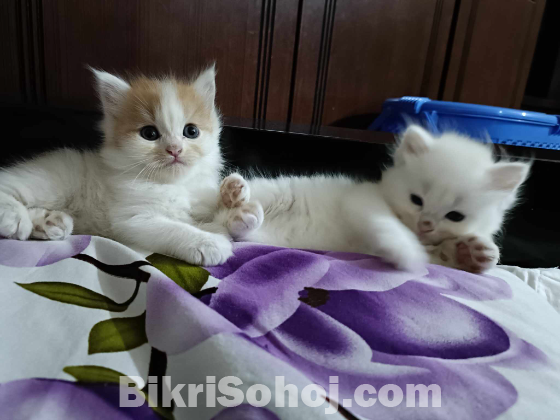 Persian male/female Kitten